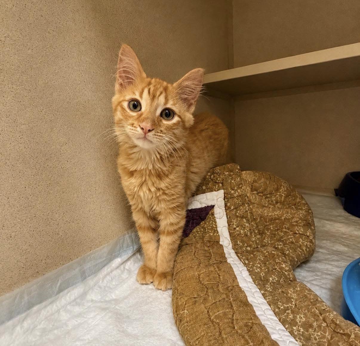 Monty, Adopted, Kitten Male Domestic Medium Hair.