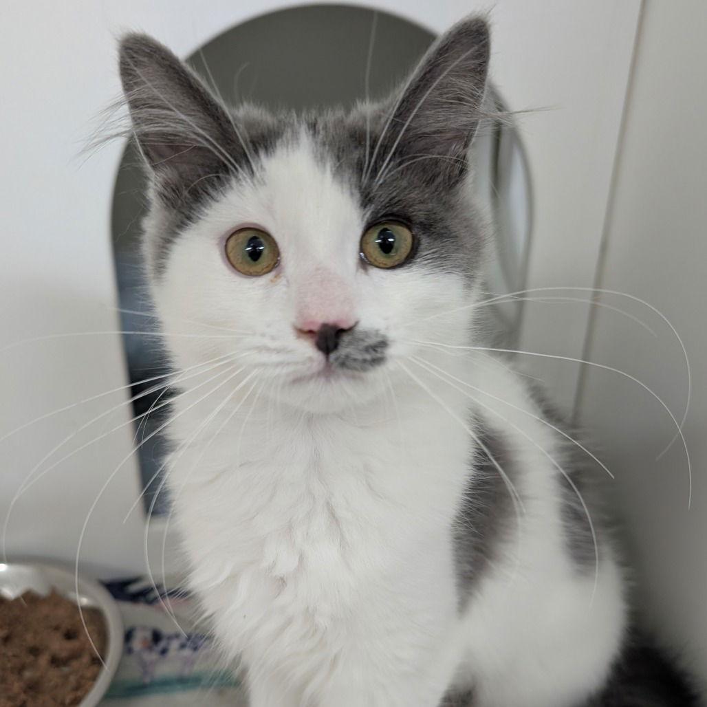 Karen, Adopted, Young Female Domestic Long Hair.