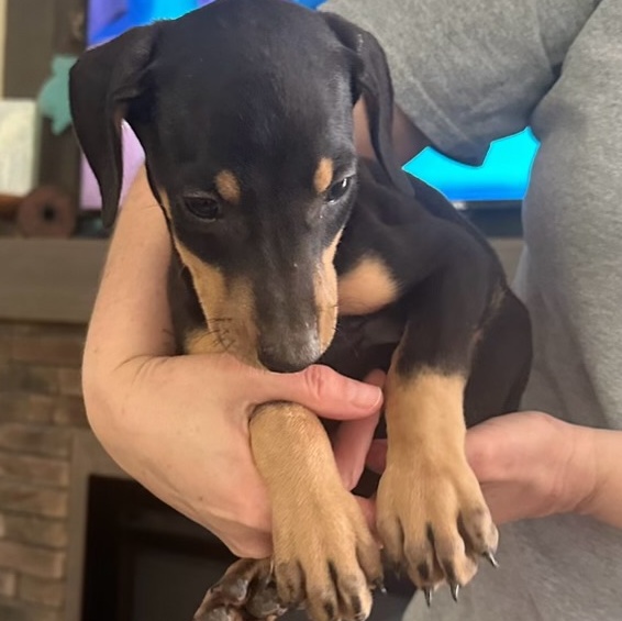 Enlarge Athena, a Adopted Doberman Pinscher in Foxworth, MS image 1/1