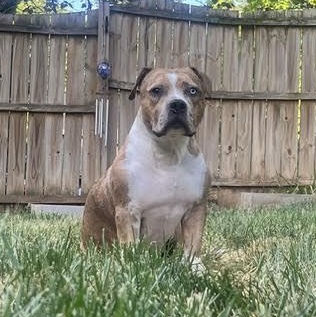 Enlarge Angel Food Cake, a Adoptable mixed breed in Midlothian, VA image 4/6