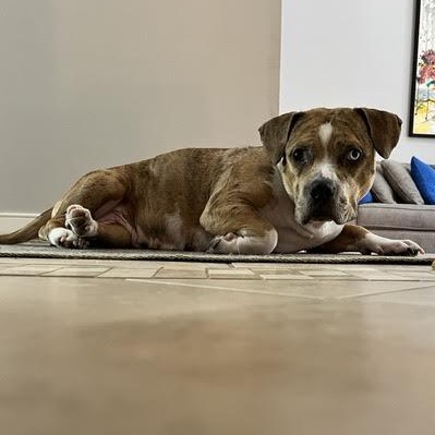 Enlarge Angel Food Cake, a Adoptable mixed breed in Midlothian, VA image 5/6