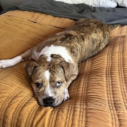 Angel Food Cake, Adoptable, Adult Female American Staffordshire Terrier & English Bulldog.