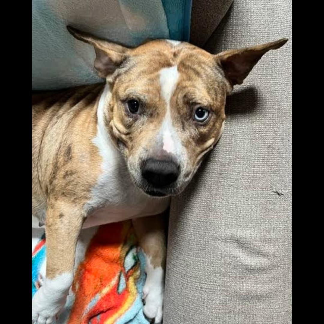 Enlarge Angel Food Cake, a Adoptable mixed breed in Midlothian, VA image 2/6