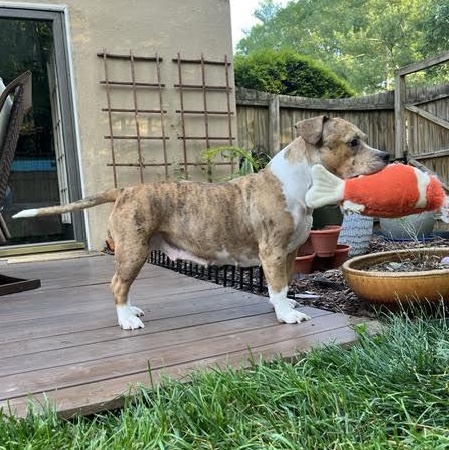 Enlarge Angel Food Cake, a Adoptable mixed breed in Midlothian, VA image 3/6