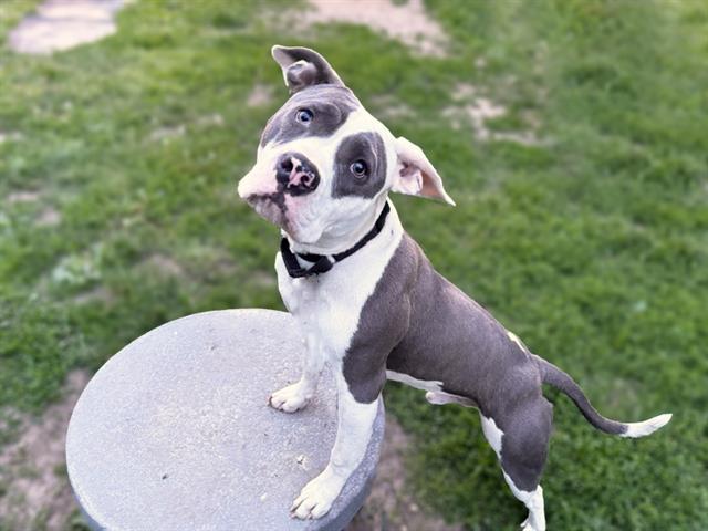 TWAIN, Adoptable, Young Male Boxer & Mixed Breed.
