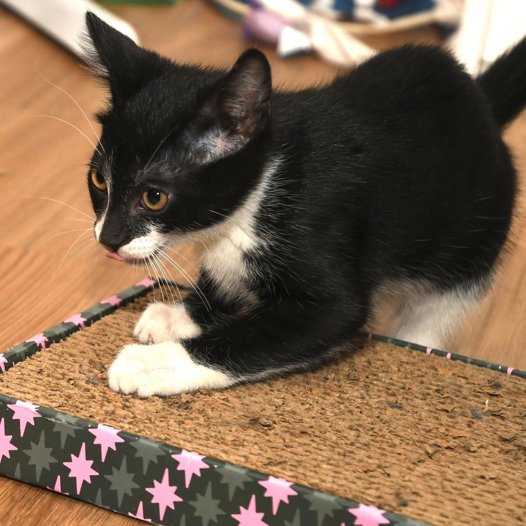 Daffy, a Adoptable American Shorthair in Natick, MA image 3/5