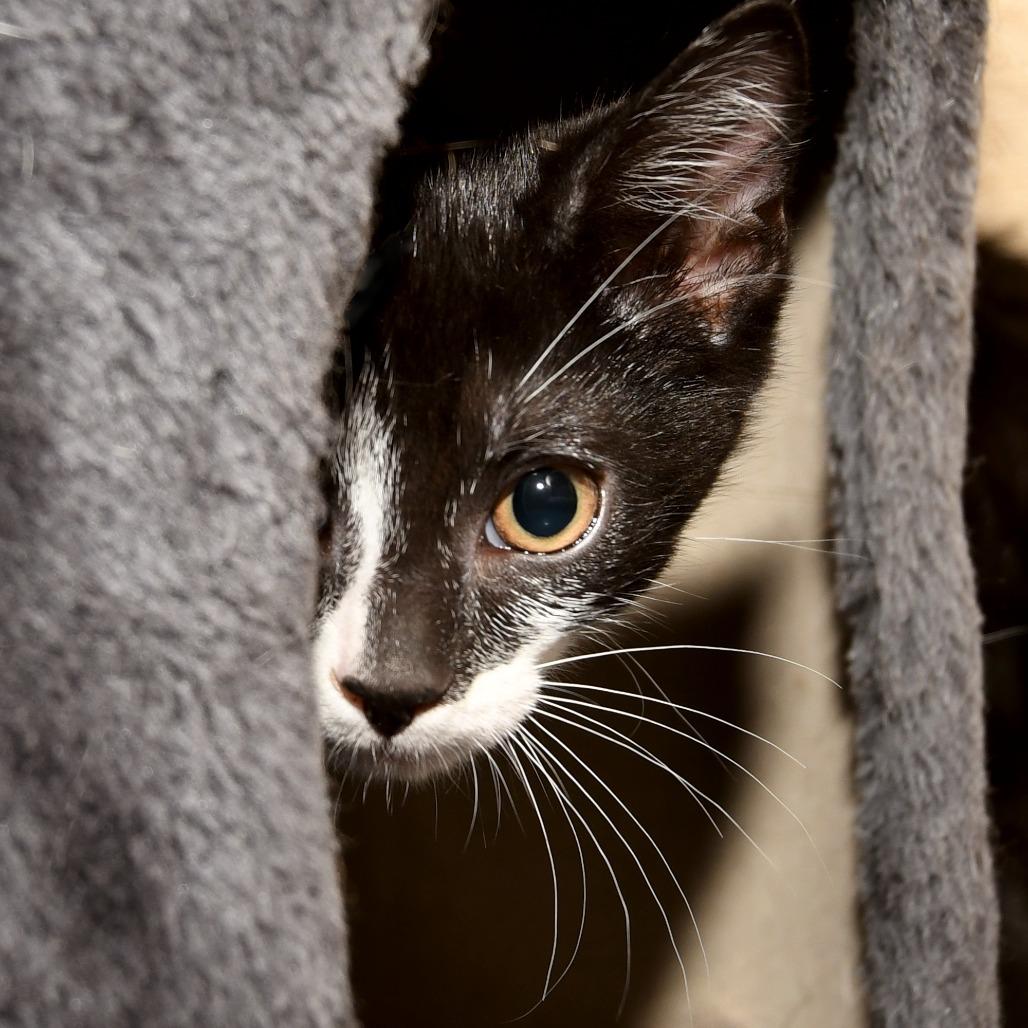 Daffy, a Adoptable American Shorthair in Natick, MA image 1/5
