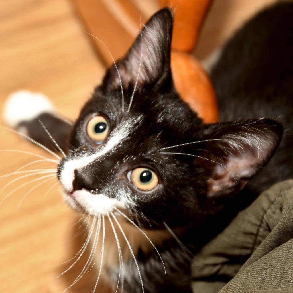 Daffy, a Adoptable American Shorthair in Natick, MA image 2/5