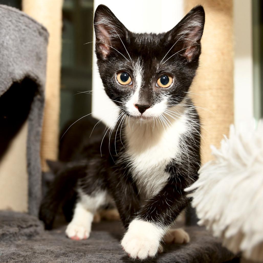 Daffy, a Adoptable American Shorthair in Natick, MA image 4/5