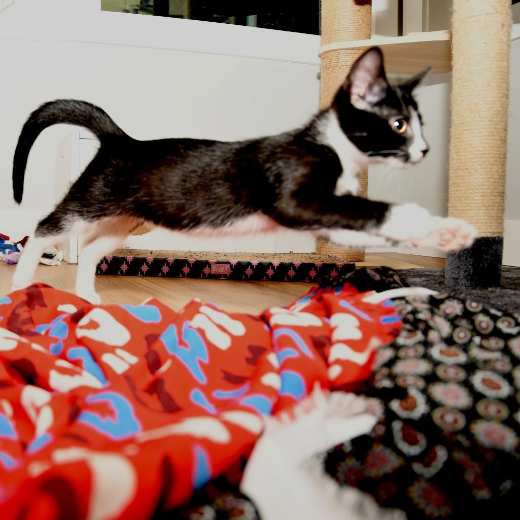 Daffy, a Adoptable American Shorthair in Natick, MA image 5/5