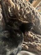 Aurora, a Adoptable mixed breed in Littleton, CO image 2/3