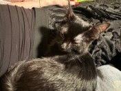 Aurora, a Adoptable mixed breed in Littleton, CO image 3/3