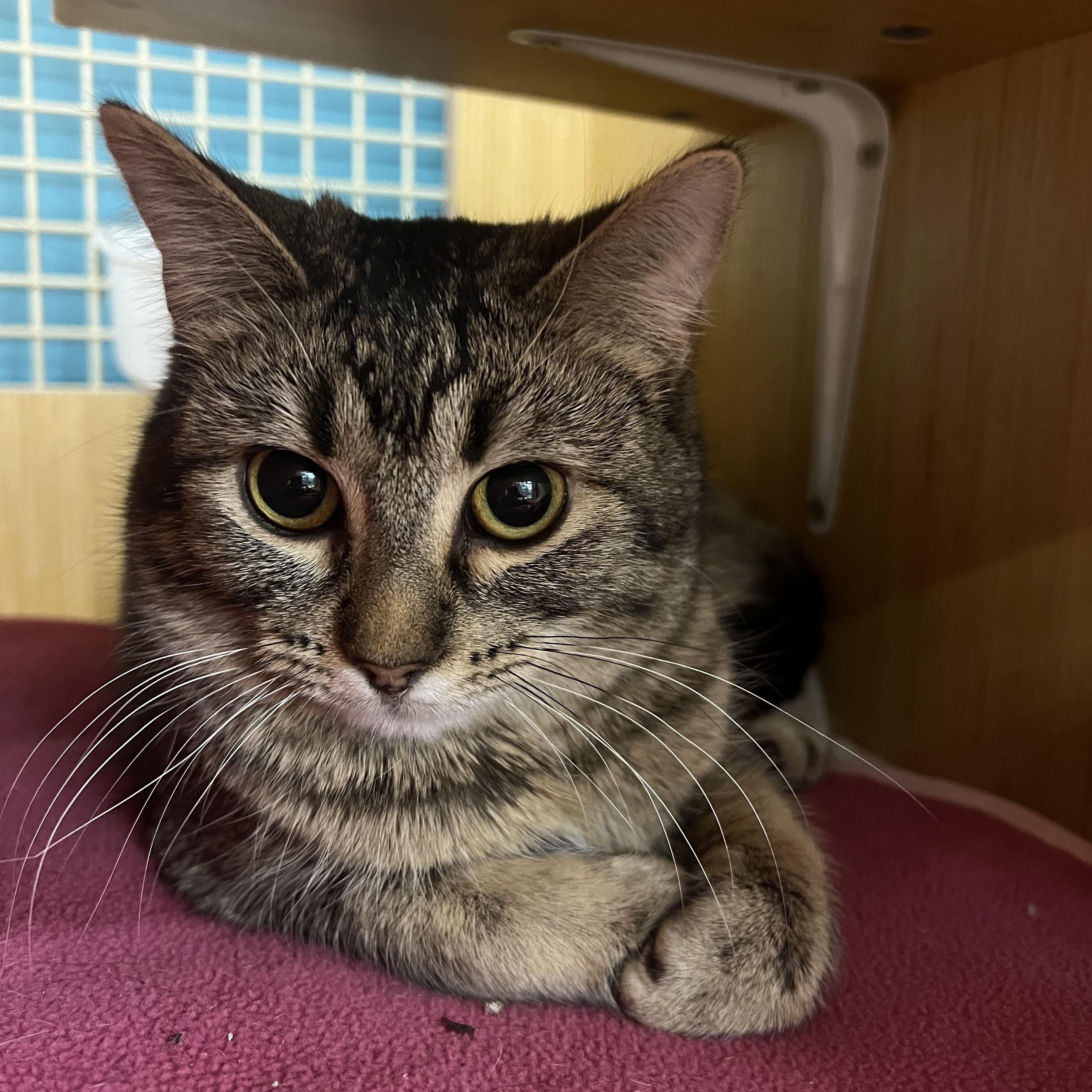 Enlarge Amber, an adopted Domestic Short Hair in Manhattan, KS image 1/1