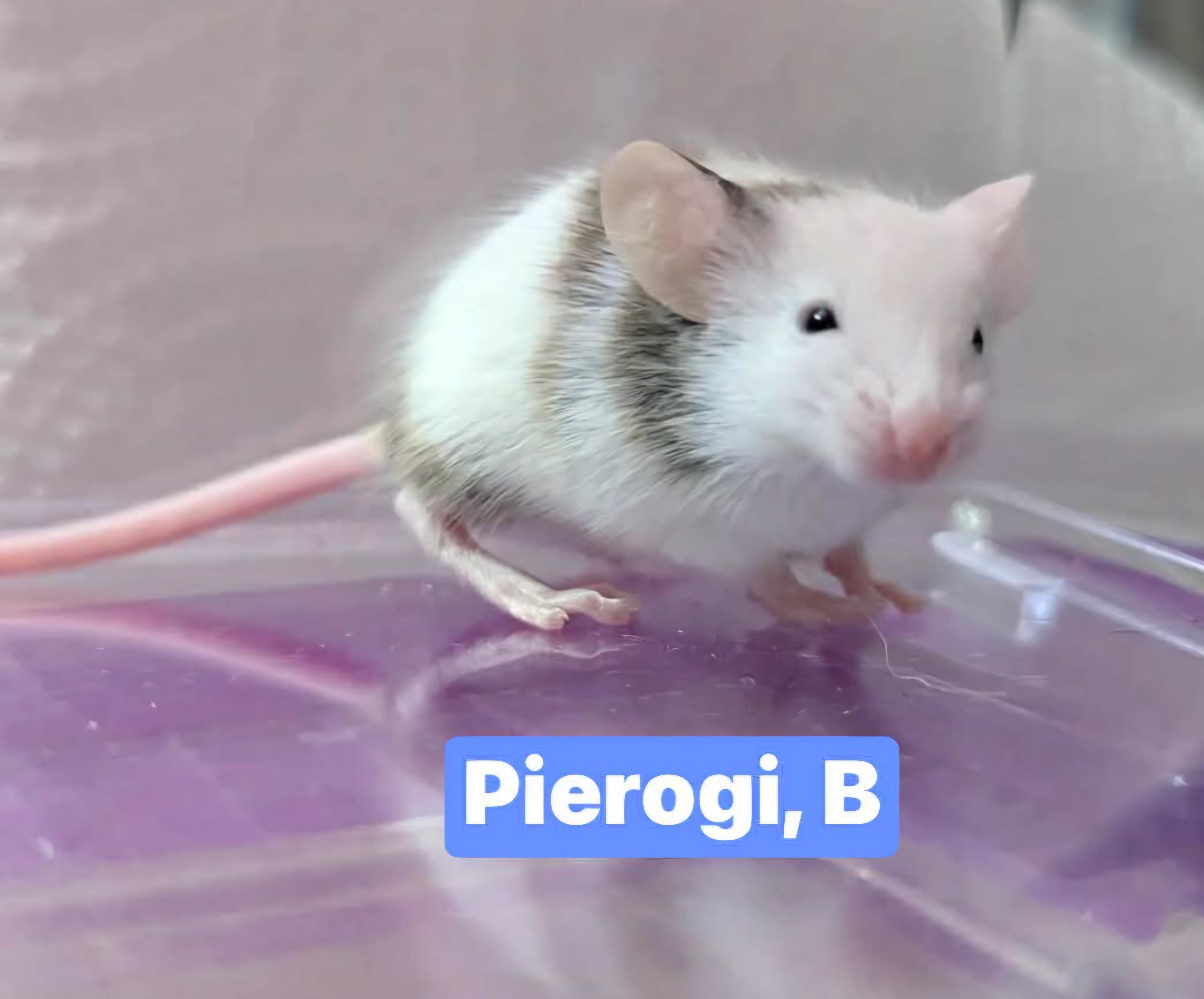 Enlarge Pierogi, a Adoptable Mouse in Flanders, NJ image 1/1