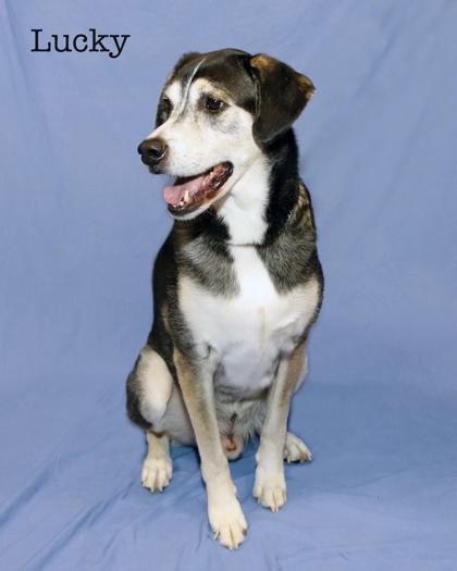 Enlarge Lucky, a Adoptable mixed breed in Parma, OH image 1/2