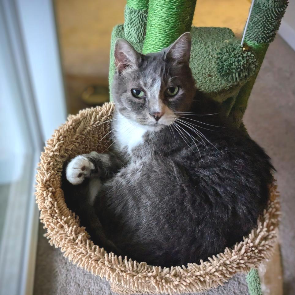 Enlarge Prince, a Adoptable Domestic Short Hair in Falls Church, VA image 1/6