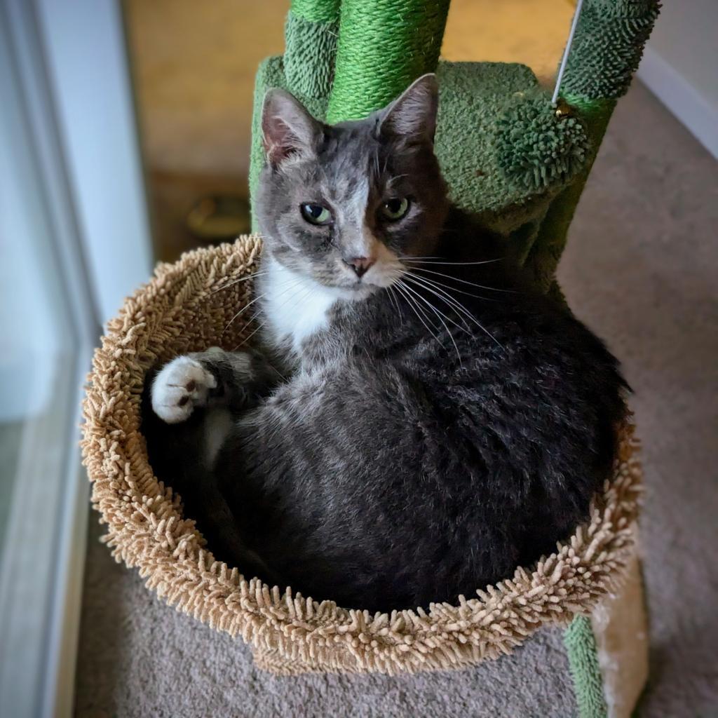 Prince, Adoptable, Adult Male Domestic Short Hair.