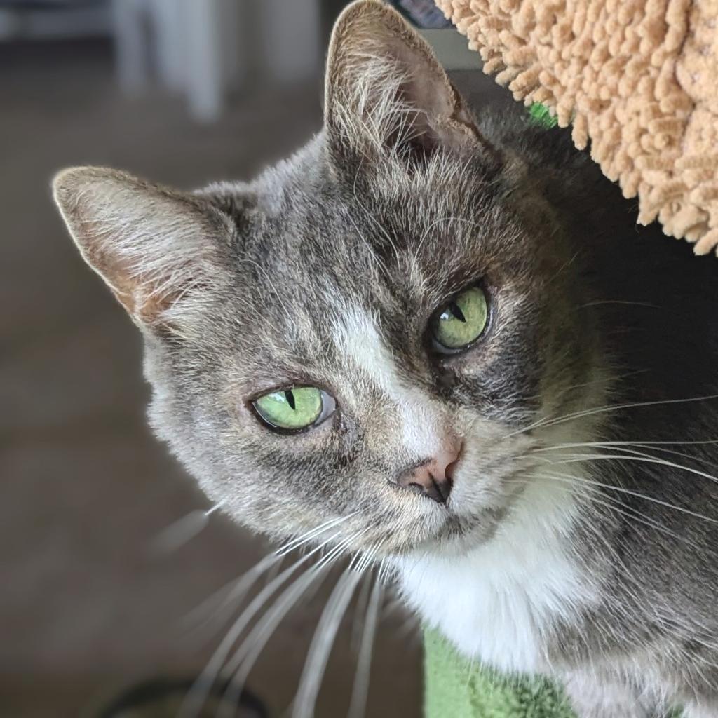 Enlarge Prince, a Adoptable Domestic Short Hair in Falls Church, VA image 2/6