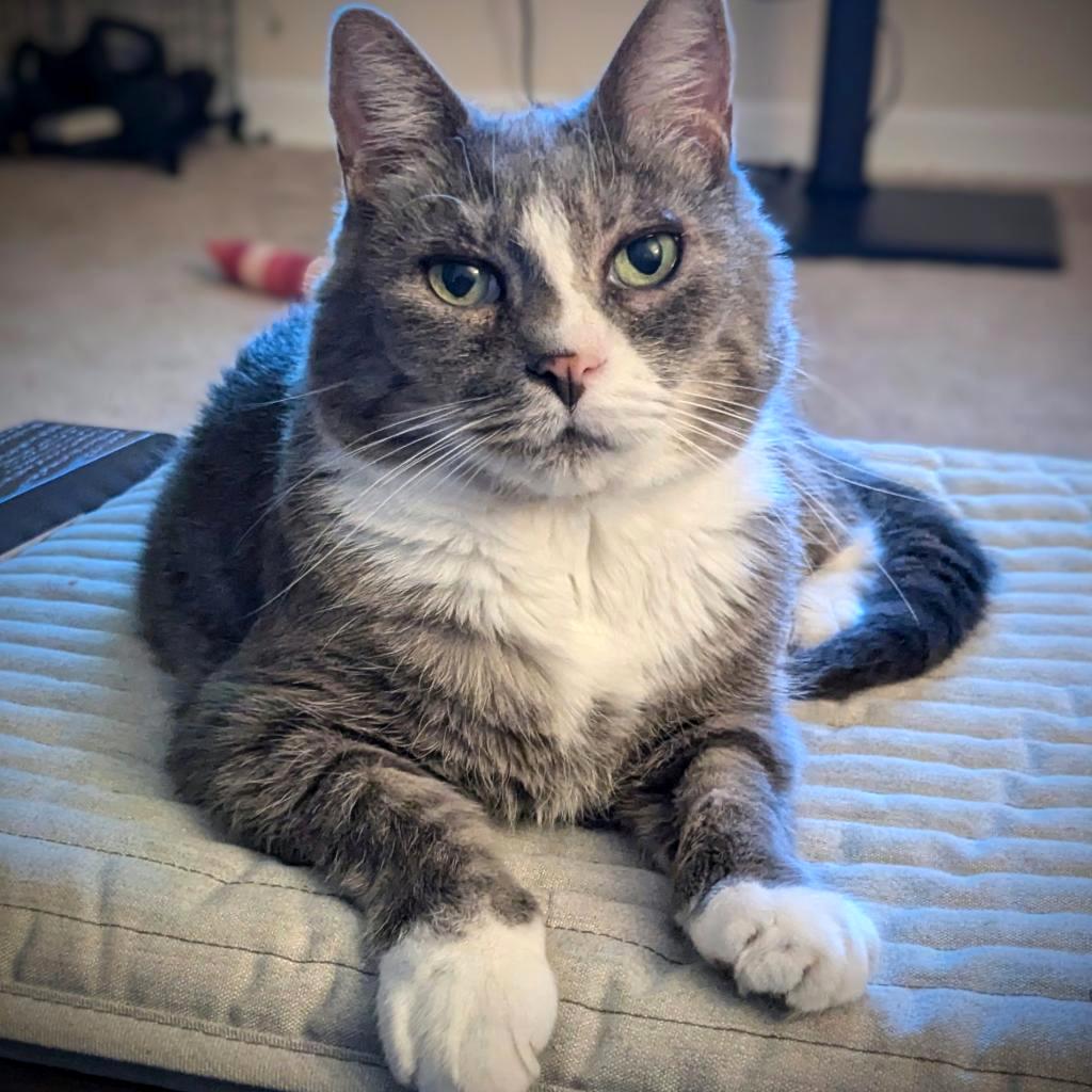 Enlarge Prince, a Adoptable Domestic Short Hair in Falls Church, VA image 3/6