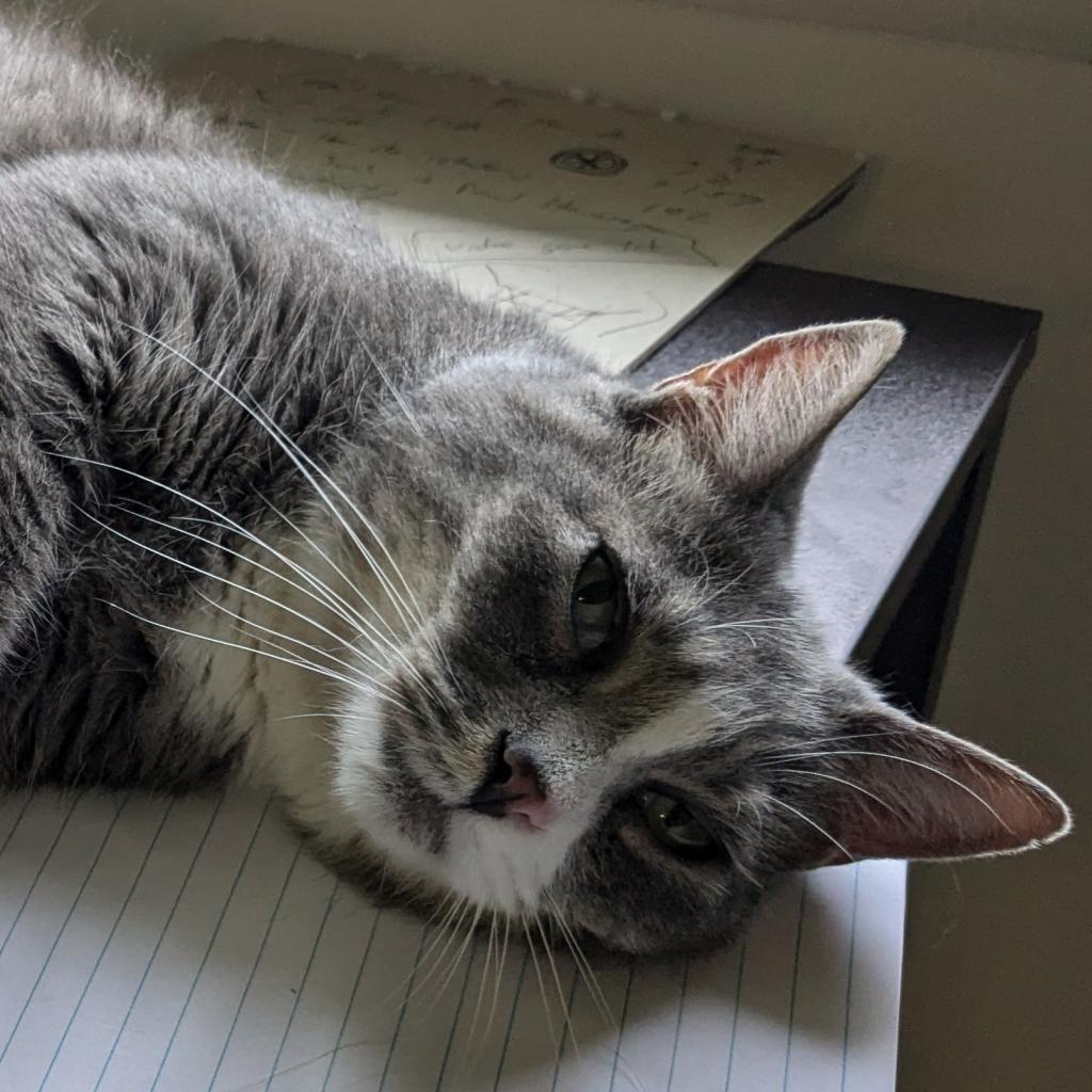 Prince, a Adoptable Domestic Short Hair in Falls Church, VA image 2/6