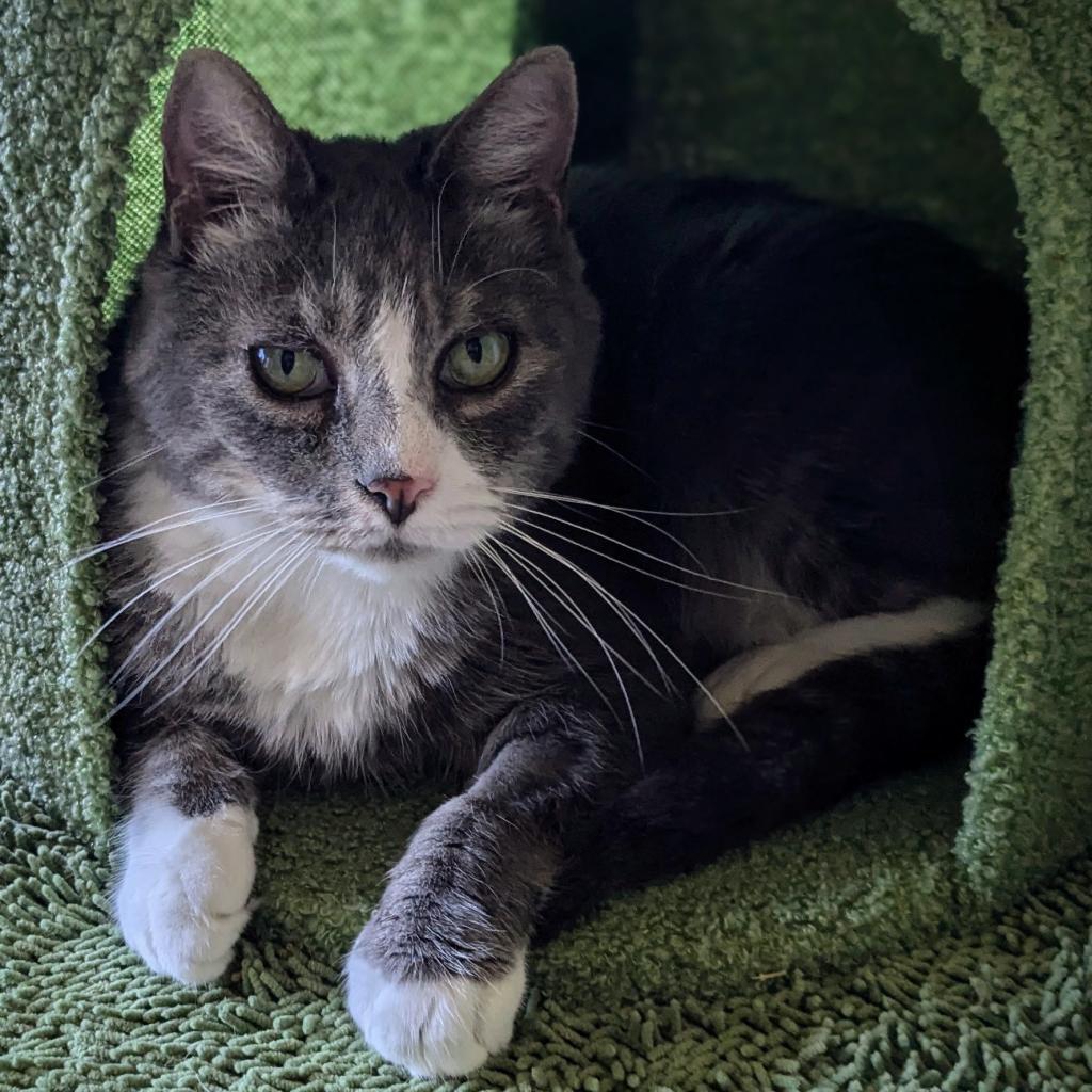 Prince, a Adoptable Domestic Short Hair in Falls Church, VA image 3/6