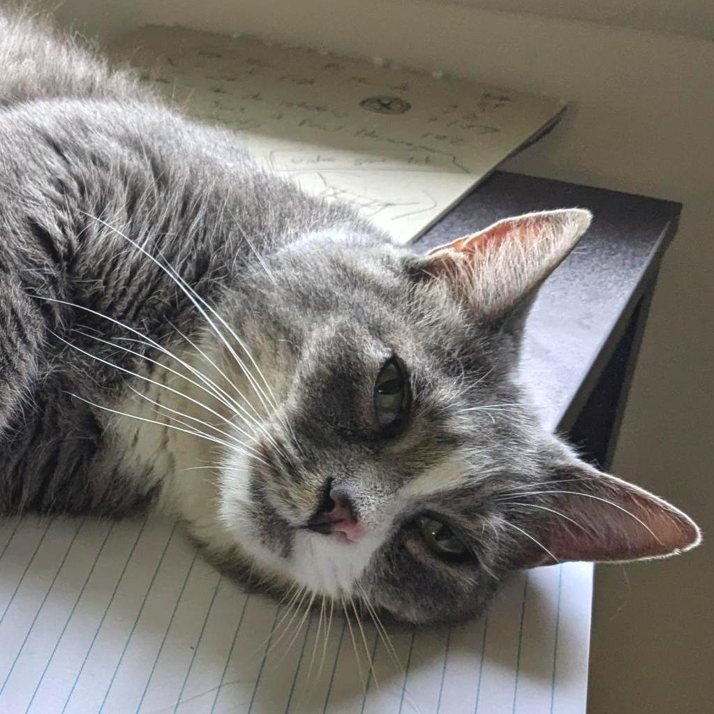 Enlarge Prince, a Adoptable Domestic Short Hair in Falls Church, VA image 4/6
