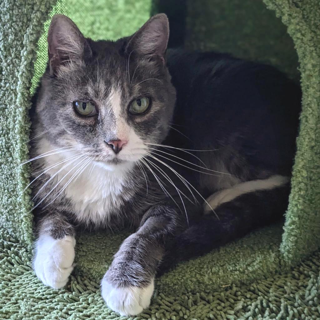 Enlarge Prince, a Adoptable Domestic Short Hair in Falls Church, VA image 5/6