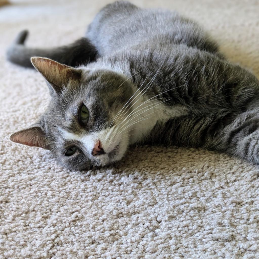 Prince, a Adoptable Domestic Short Hair in Falls Church, VA image 4/6