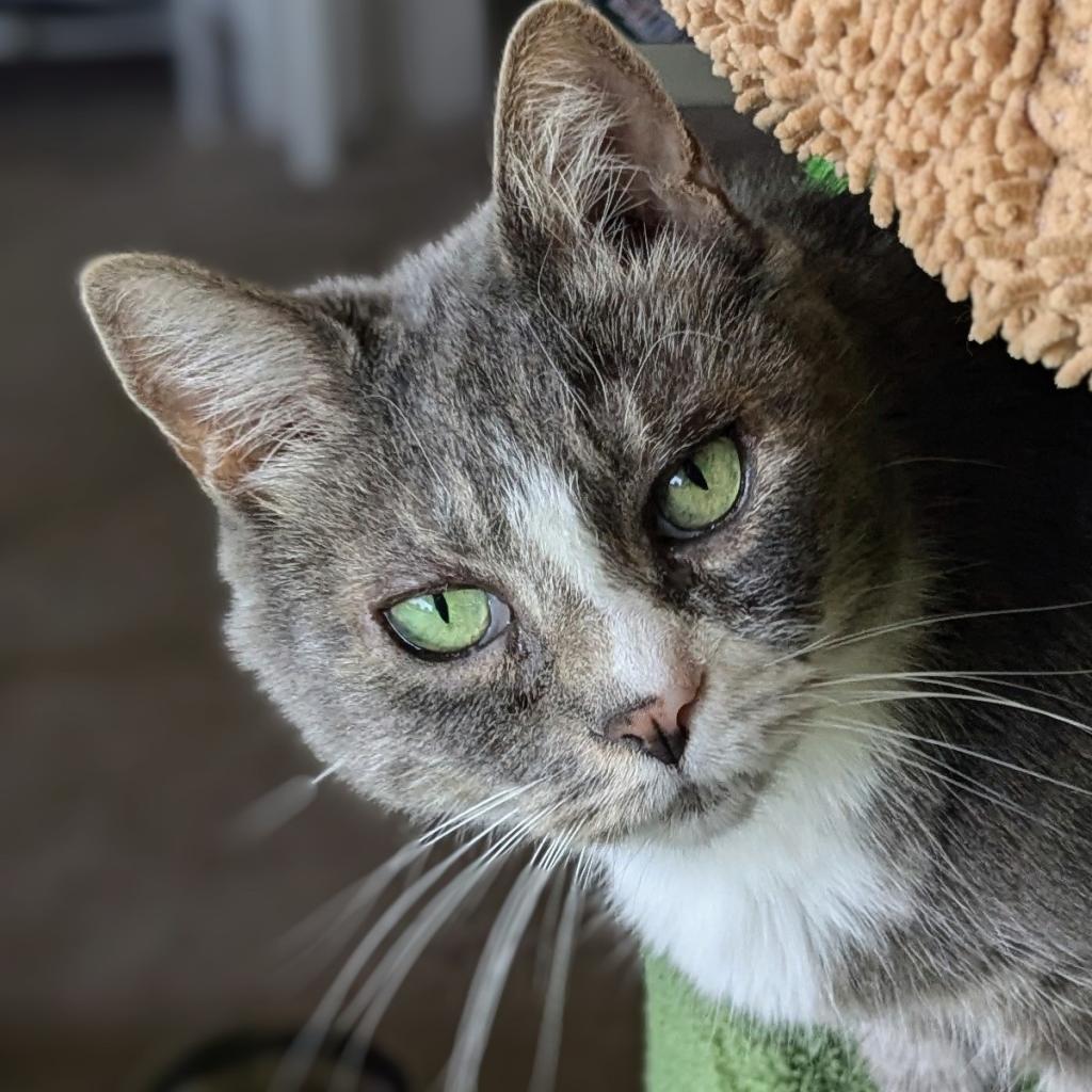 Prince, a Adoptable Domestic Short Hair in Falls Church, VA image 5/6