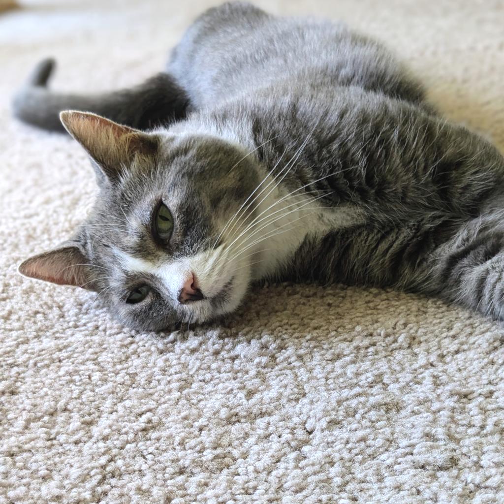 Enlarge Prince, a Adoptable Domestic Short Hair in Falls Church, VA image 6/6