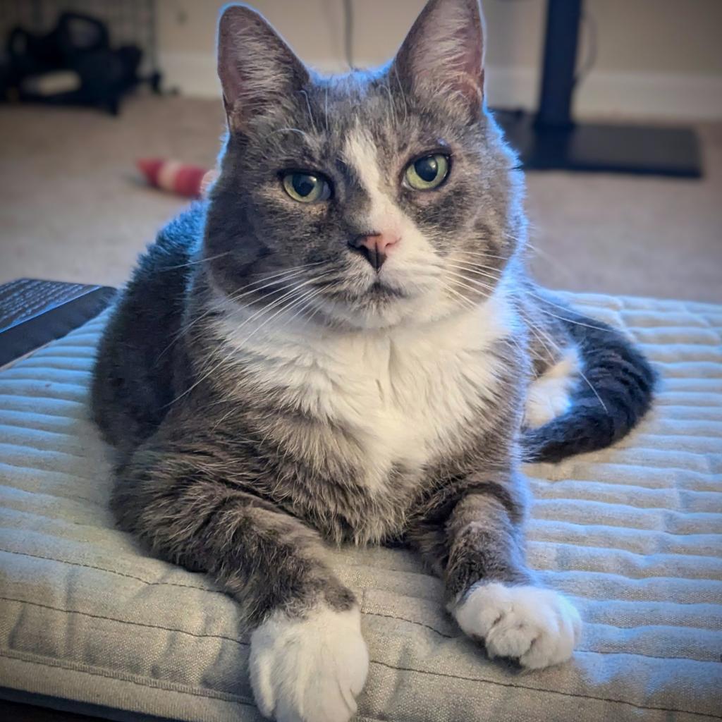 Prince, a Adoptable Domestic Short Hair in Falls Church, VA image 6/6