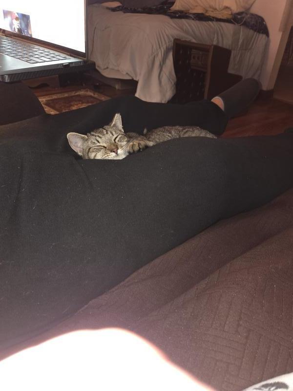 Hammy, Adoptable, Young Male Domestic Short Hair & Tabby.