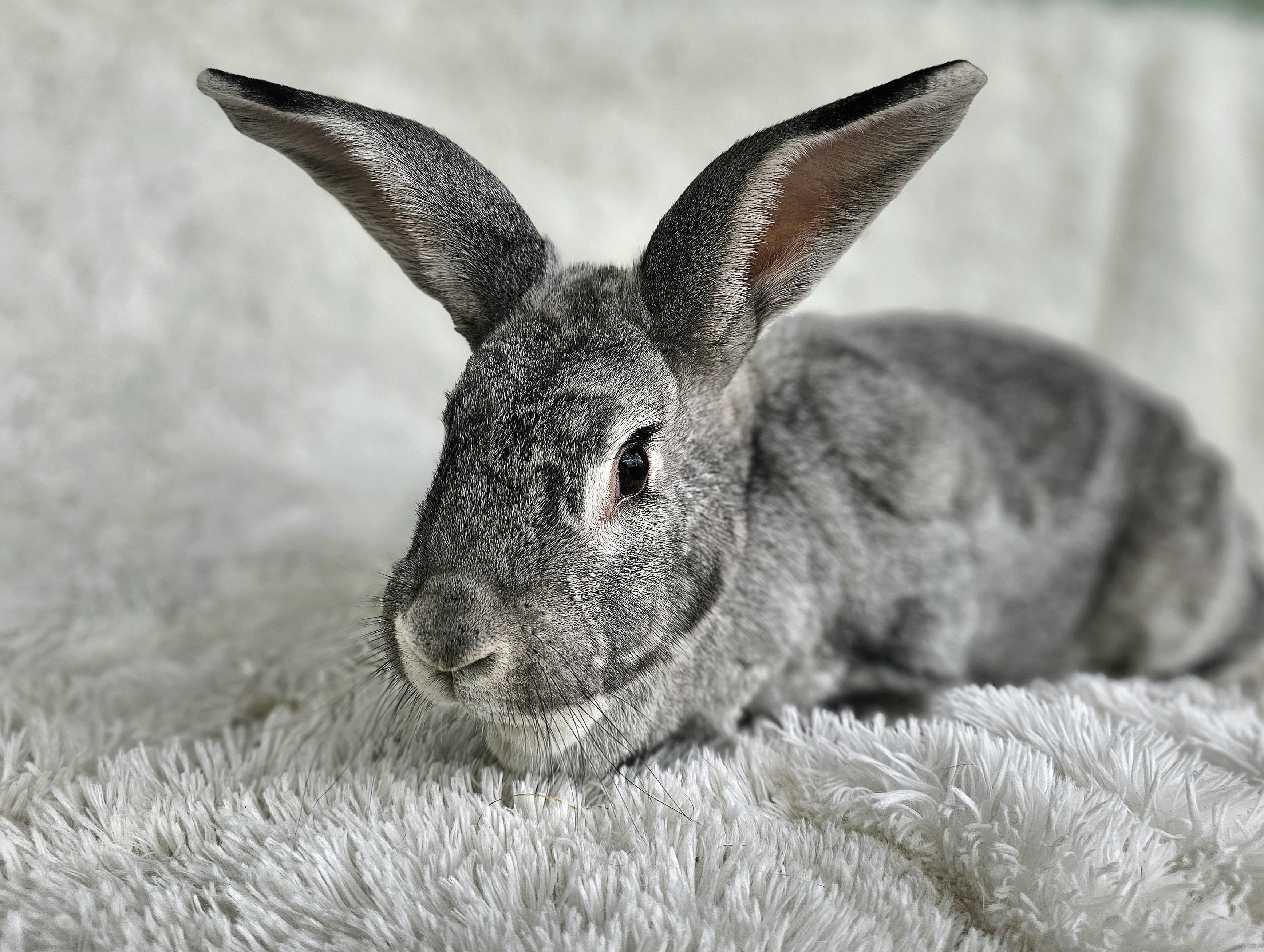 Milo, Adopted, Adult Male Flemish Giant & Chinchilla.