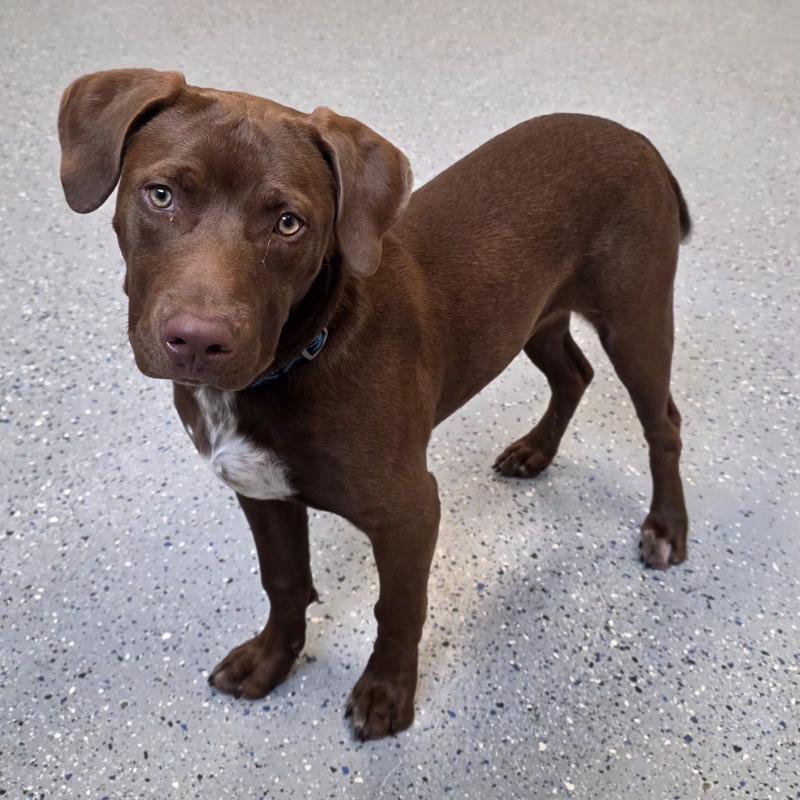 Junior, Adoptable, Young Male Chocolate Labrador Retriever & Mixed Breed.