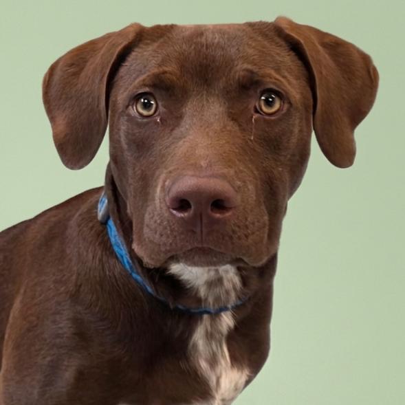 Junior, a Adoptable mixed breed in Yankton, SD image 2/5