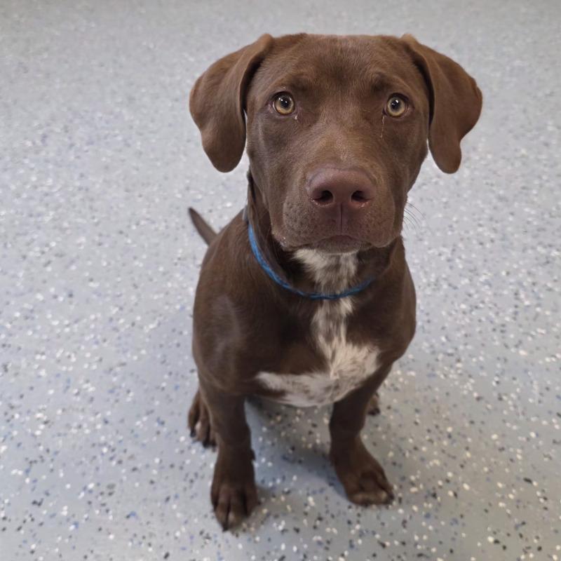 Junior, a Adoptable mixed breed in Yankton, SD image 3/5
