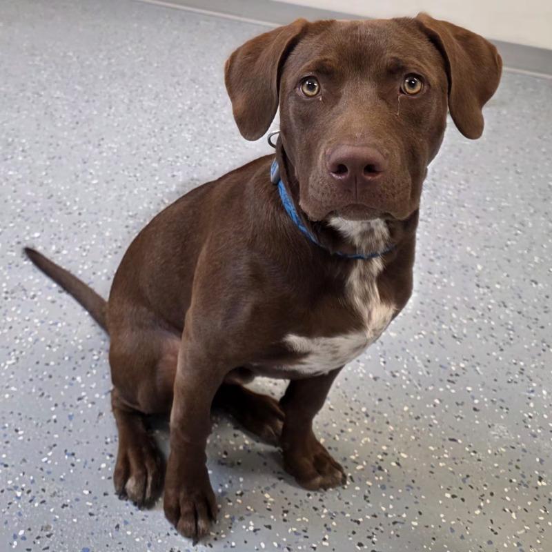 Junior, a Adoptable mixed breed in Yankton, SD image 5/5