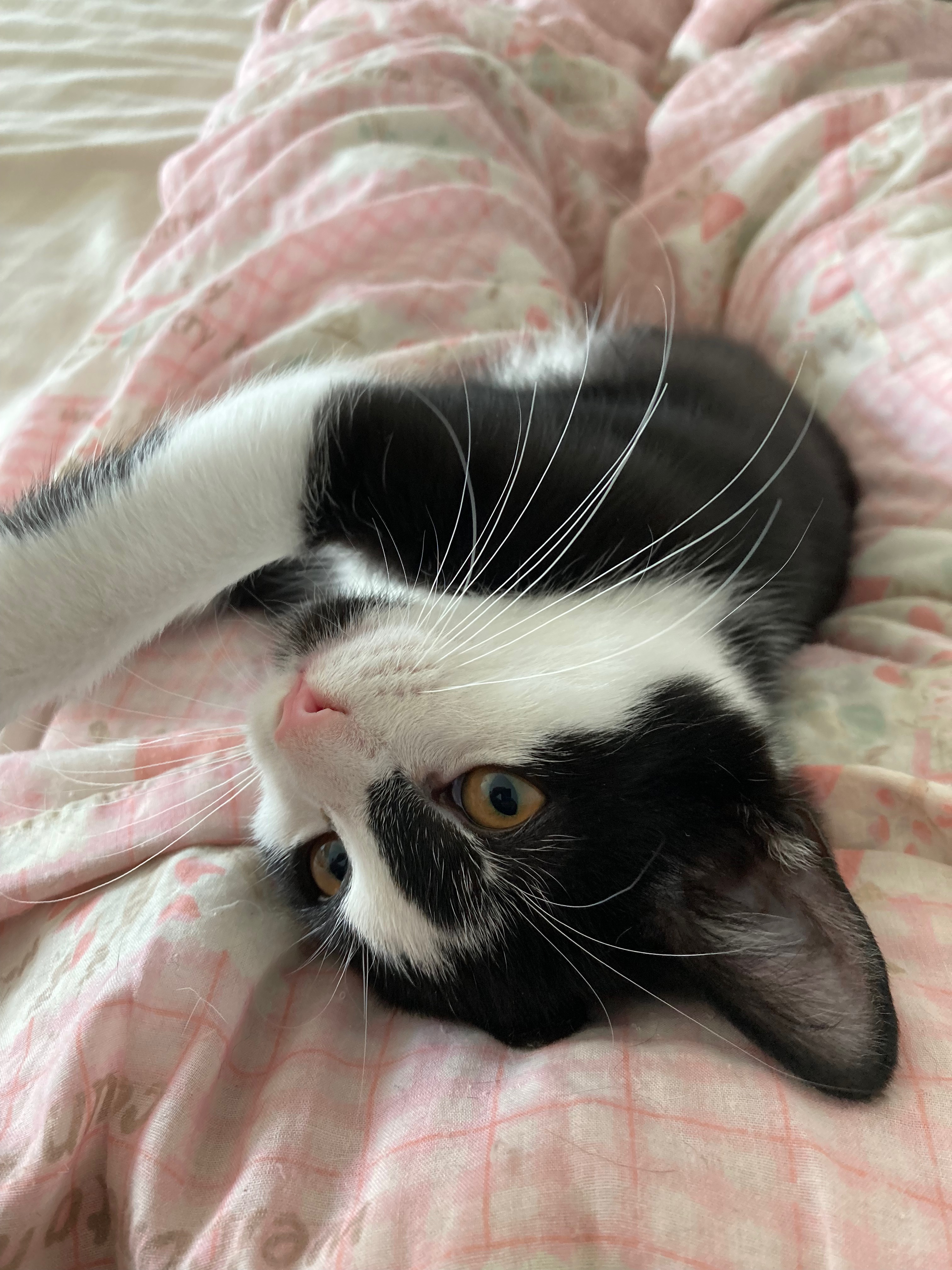 Enlarge Panda & Bunny, a Adoptable Domestic Short Hair in New York, NY image 1/6