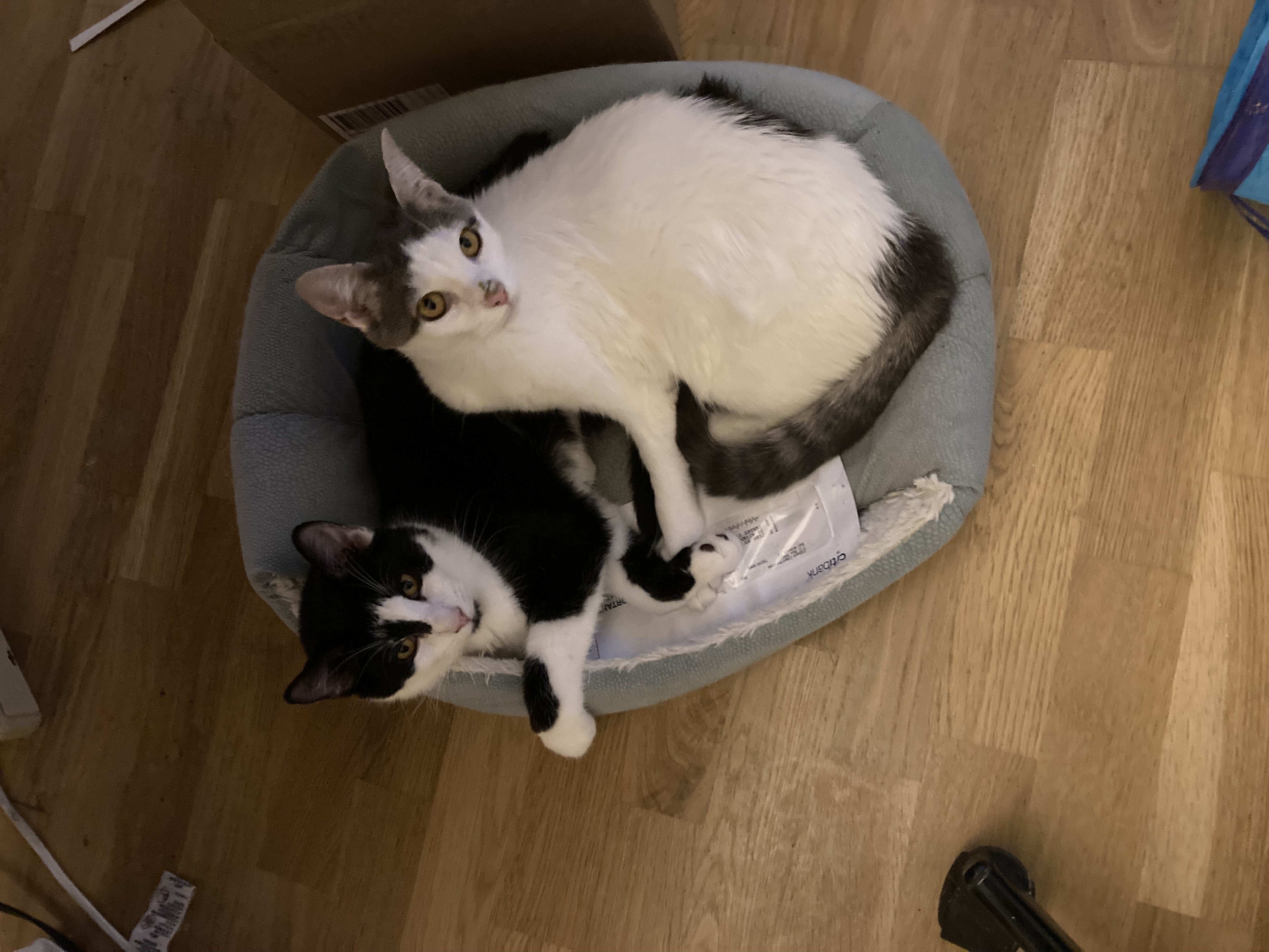Enlarge Panda & Bunny, a Adoptable Domestic Short Hair in New York, NY image 2/6