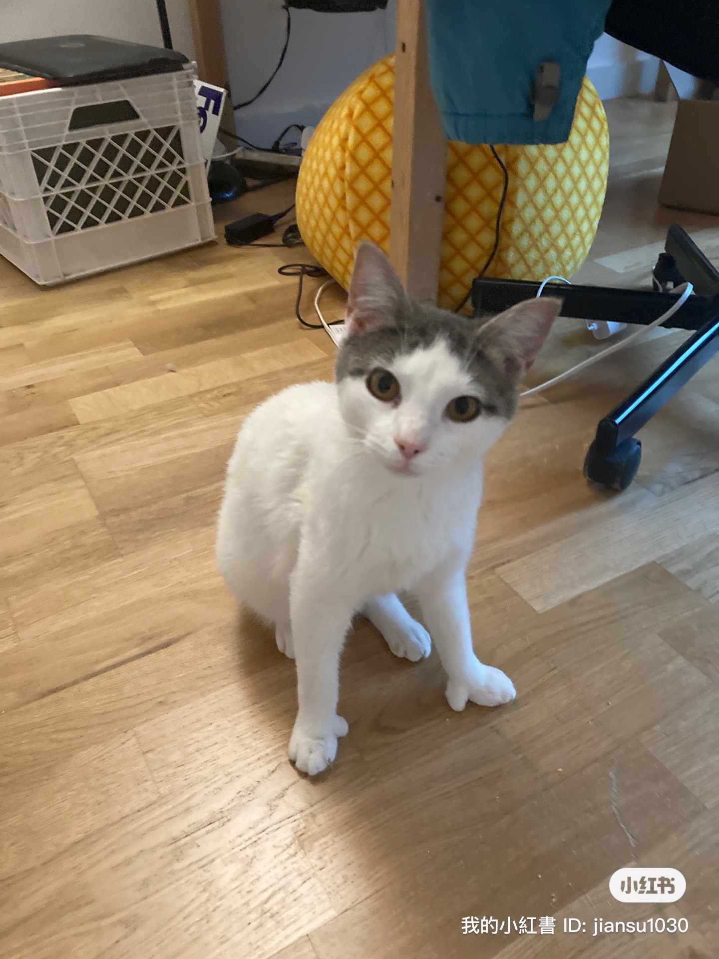 Enlarge Panda & Bunny, a Adoptable Domestic Short Hair in New York, NY image 3/6