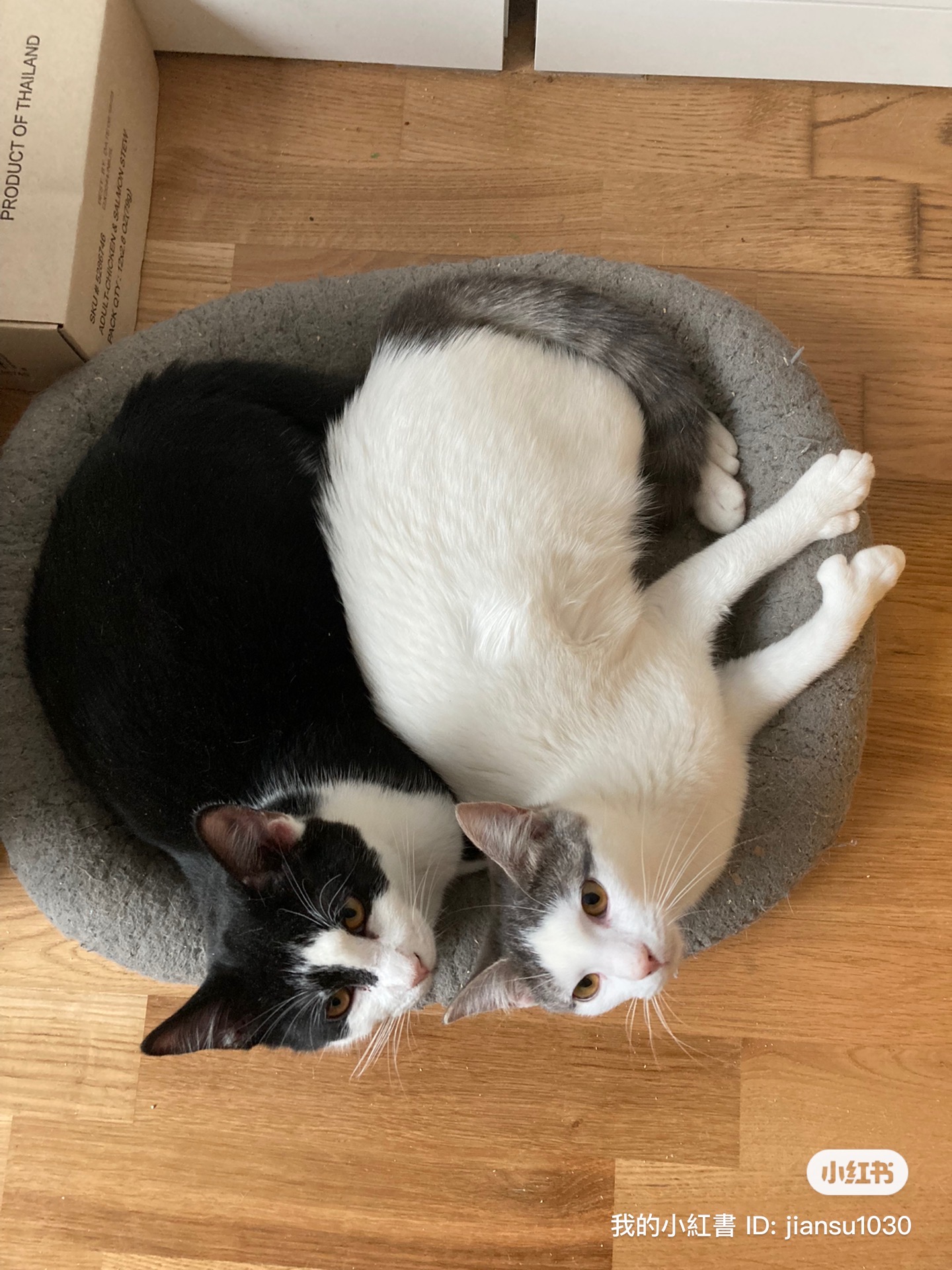 Enlarge Panda & Bunny, a Adoptable Domestic Short Hair in New York, NY image 4/6