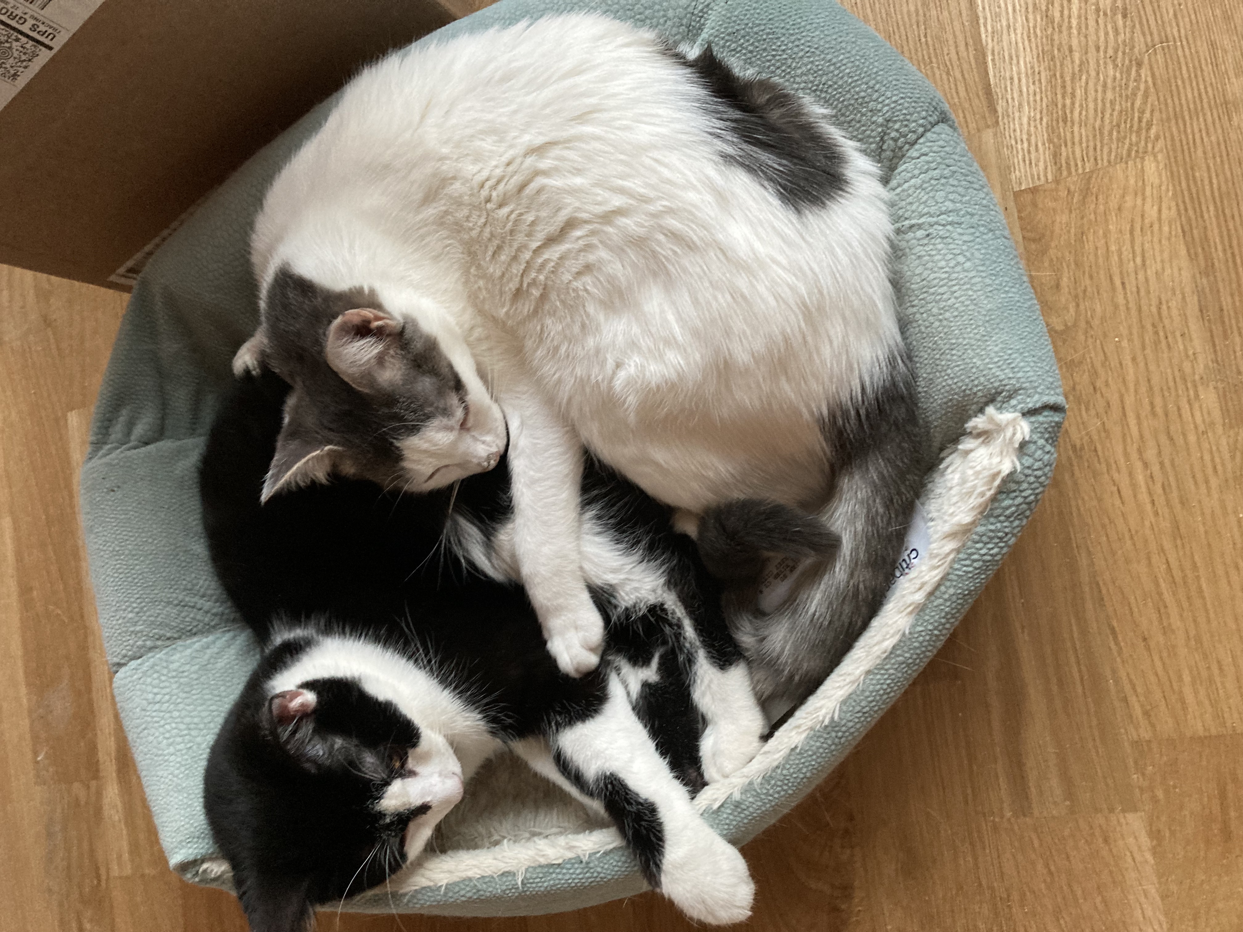 Enlarge Panda & Bunny, a Adoptable Domestic Short Hair in New York, NY image 5/6