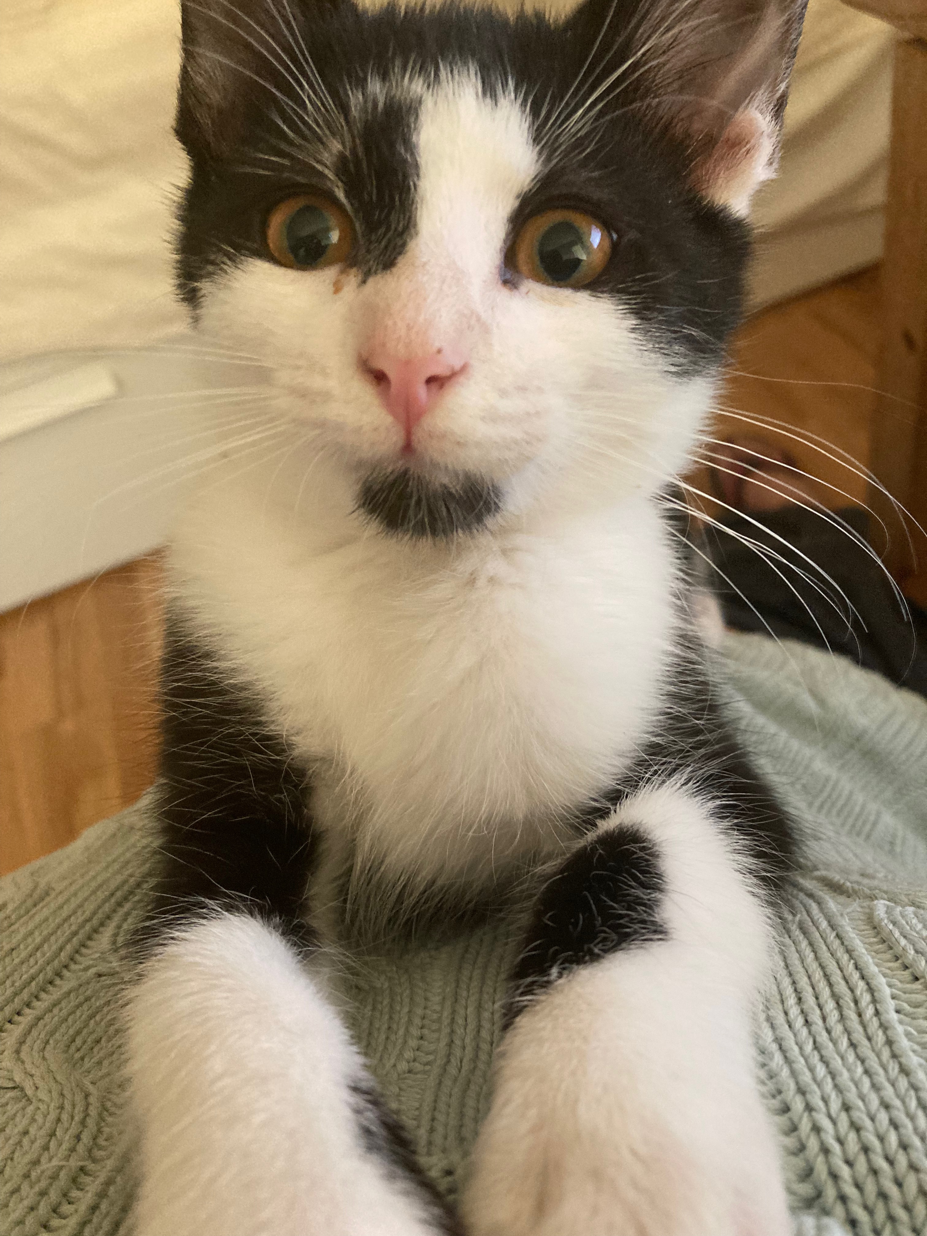 Enlarge Panda & Bunny, a Adoptable Domestic Short Hair in New York, NY image 6/6