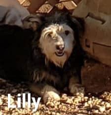 Enlarge Lilly, a Adoptable mixed breed in Pipe Creek, TX image 1/3
