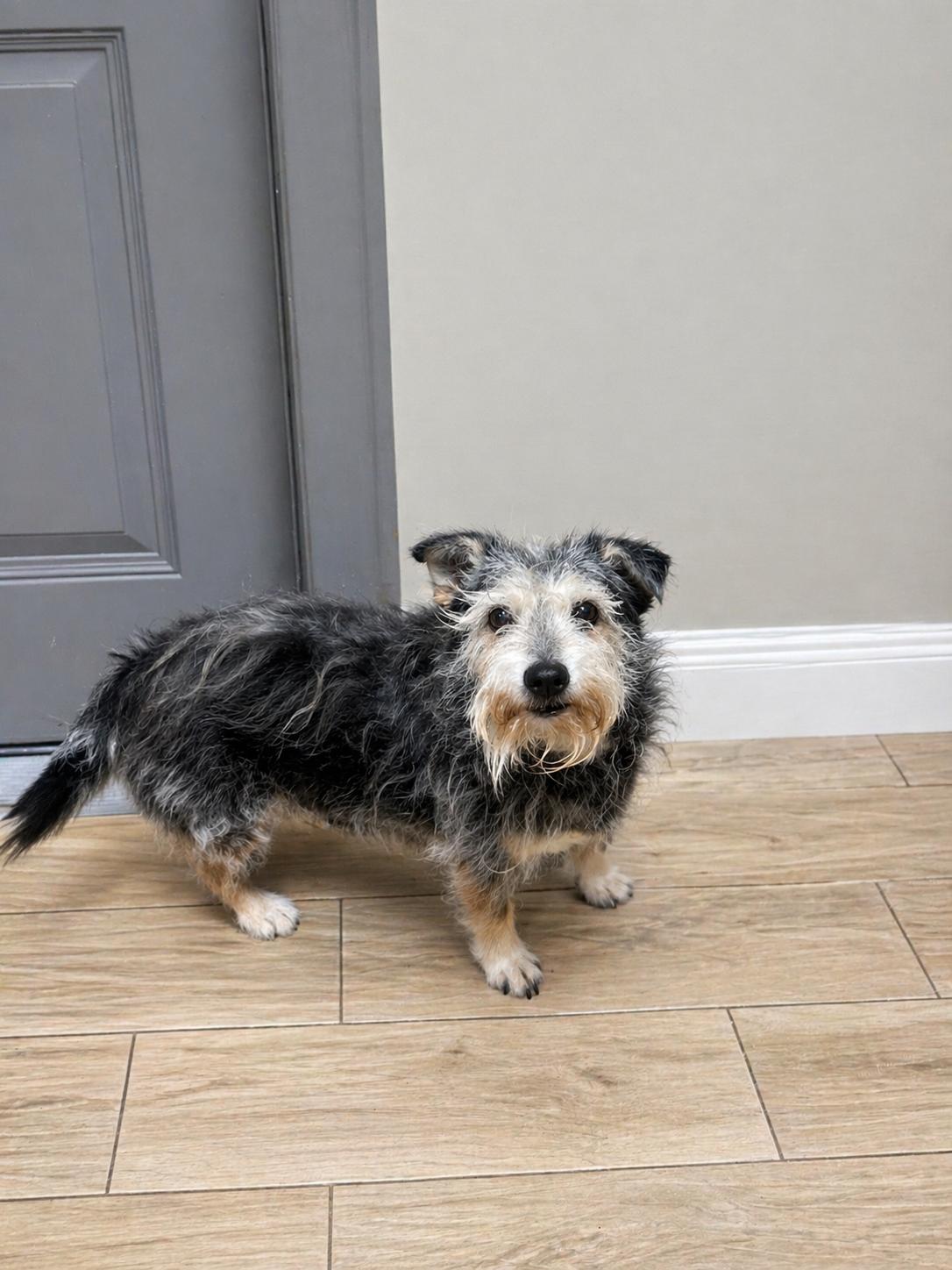 Lilly, Adoptable, Senior Female Scottish Terrier & Shepherd.