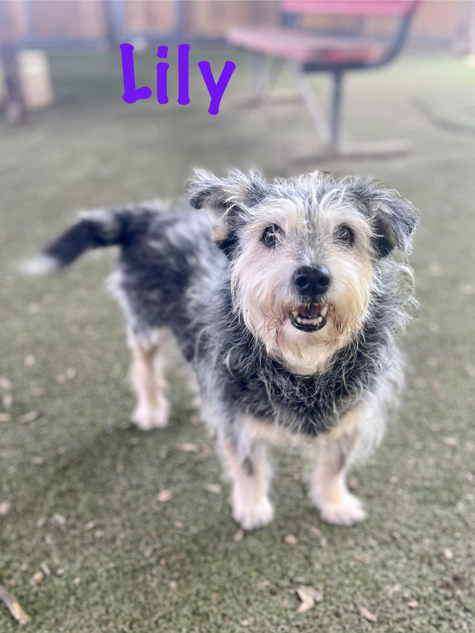 Enlarge Lilly, a Adoptable mixed breed in Pipe Creek, TX image 2/3