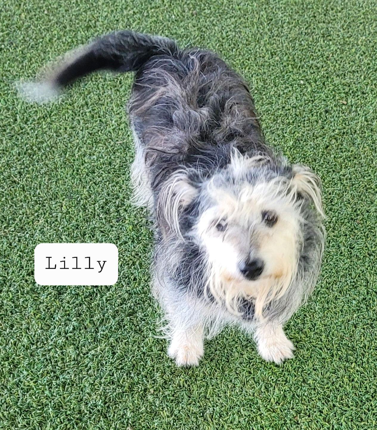 Enlarge Lilly, a Adoptable mixed breed in Pipe Creek, TX image 2/3
