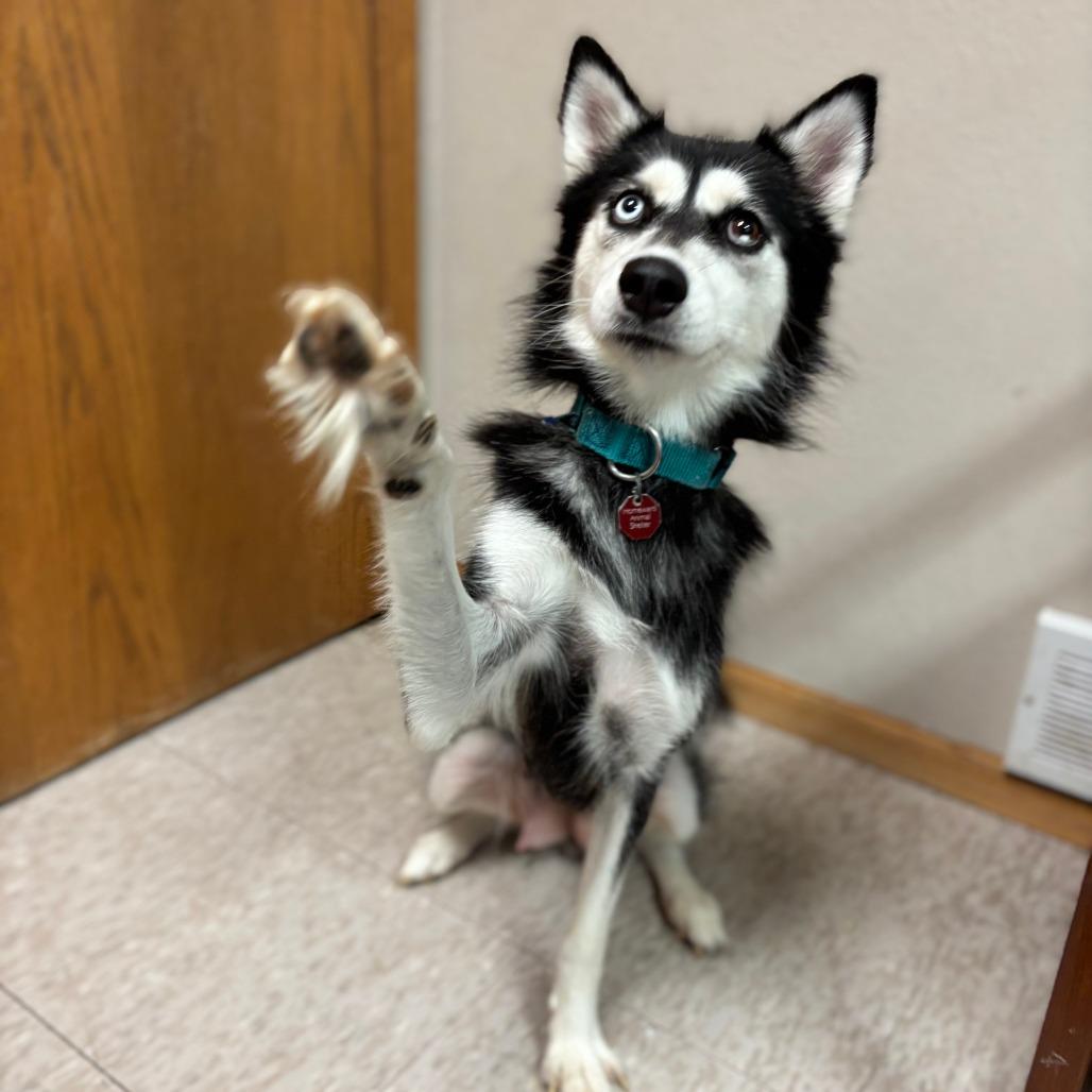 Enlarge Haven--In Foster***ADOPTION PENDING***, a Adoptable mixed breed in Fargo, ND image 1/5