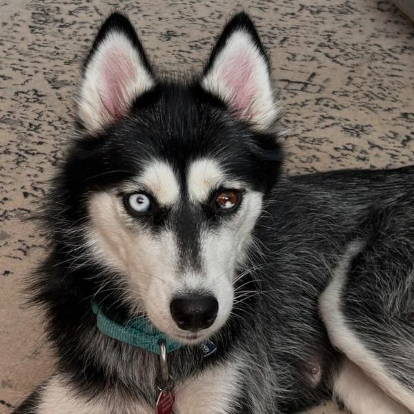 Enlarge Haven--In Foster***ADOPTION PENDING***, a Adoptable mixed breed in Fargo, ND image 2/5