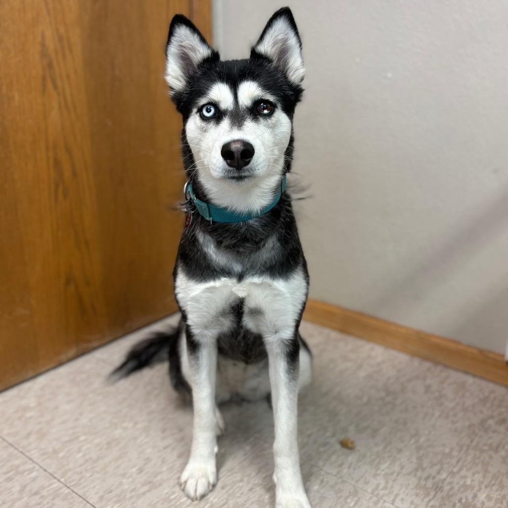 Enlarge Haven--In Foster***ADOPTION PENDING***, a Adoptable mixed breed in Fargo, ND image 3/5